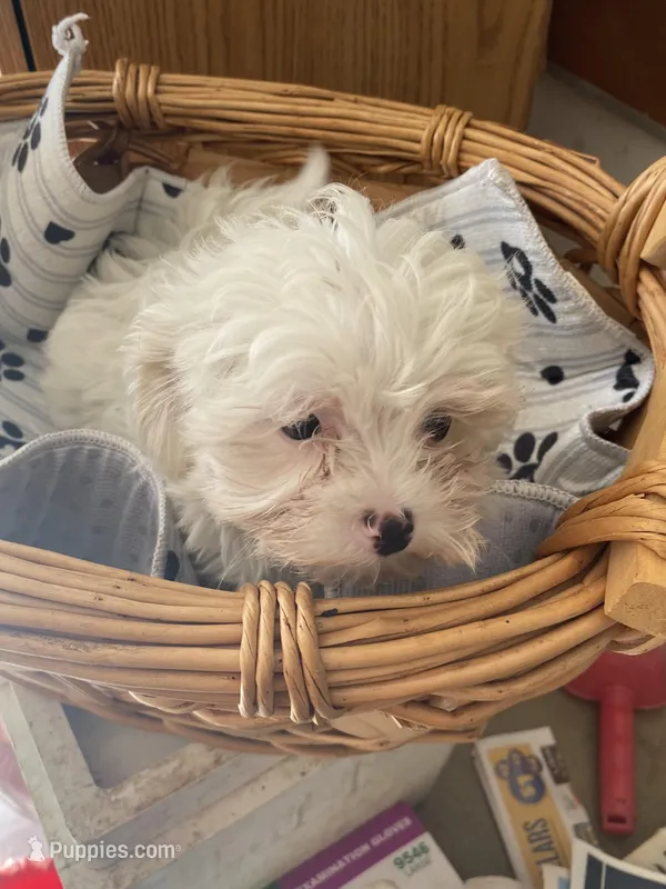 Charlie – Maltipoo puppy for sale in North Carolina, NC