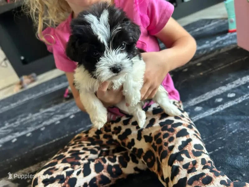 Minster  – Morkie puppy for sale in North Carolina, NC