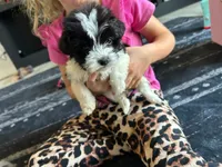 Minster , a male Morkie for sale in North Carolina, NC – 1 of 2