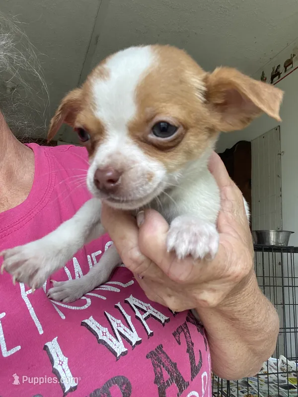 Wally – Chihuahua puppy for sale in North Carolina, NC