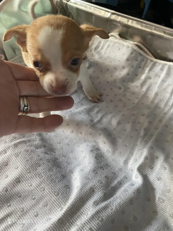 Sam – Chihuahua puppy for sale in North Carolina, NC