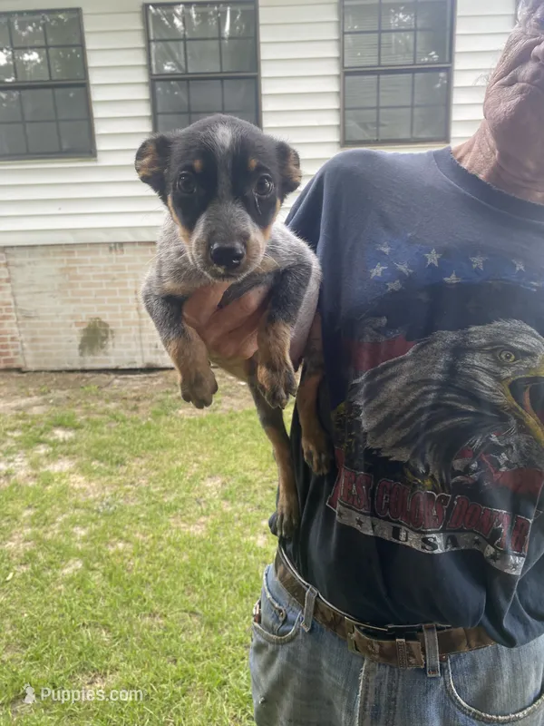 Jack – Australian Cattle Dog puppy for sale in North Carolina, NC