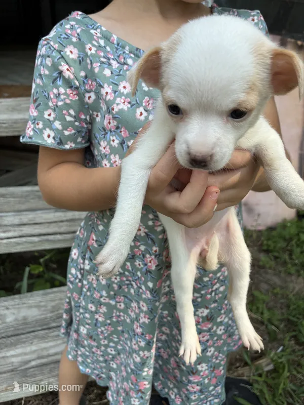 Chance – Chihuahua puppy for sale in North Carolina, NC