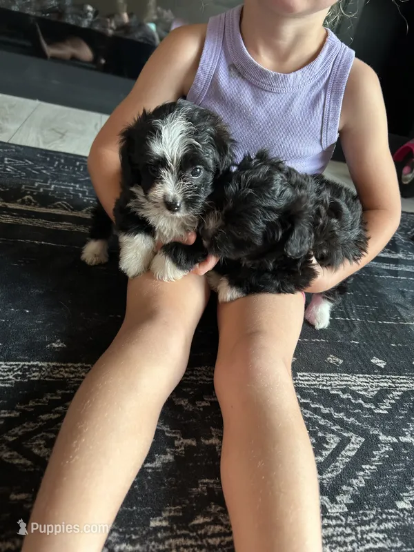Willow  – Aussiedoodle puppy for sale in North Carolina, NC