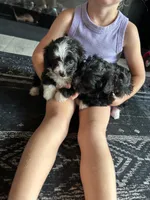 Willow , a female Aussiedoodle for sale in North Carolina, NC – 1 of 1