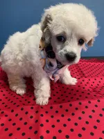 Marlo, a male Poodle - Toy  for sale in North Carolina, NC – Photo 3 of 3