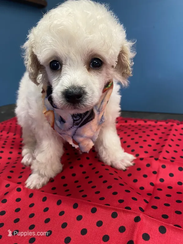 Marlo – Poodle - Toy  puppy for sale in North Carolina, NC