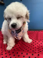 Marlo, a male Poodle - Toy  for sale in North Carolina, NC – Photo 2 of 3