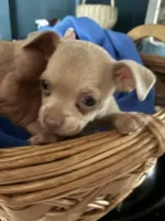 Shadow , a female Chihuahua for sale in North Carolina, NC – 1 of 1
