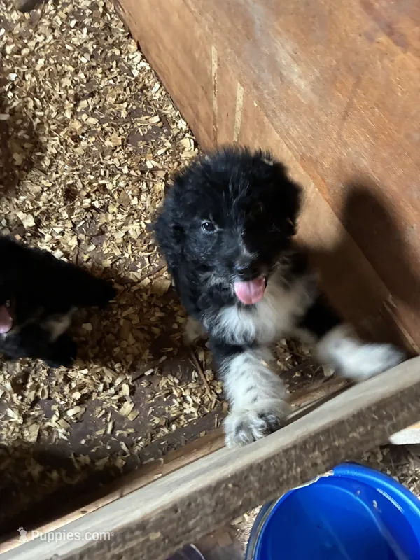 Jasper  – Aussiedoodle puppy for sale in North Carolina, NC