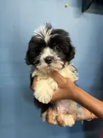 Minster , a male Morkie for sale in North Carolina, NC – 3 of 6