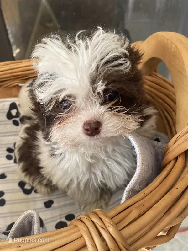 Sam – Mal Shi puppy for sale in North Carolina, NC