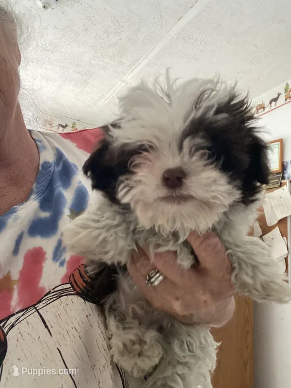 Sam, a male Mal Shi for sale in North Carolina, NC – Photo 1 of 1