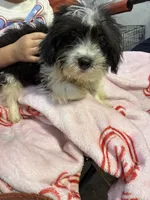 Minster , a male Morkie for sale in North Carolina, NC – 6 of 6
