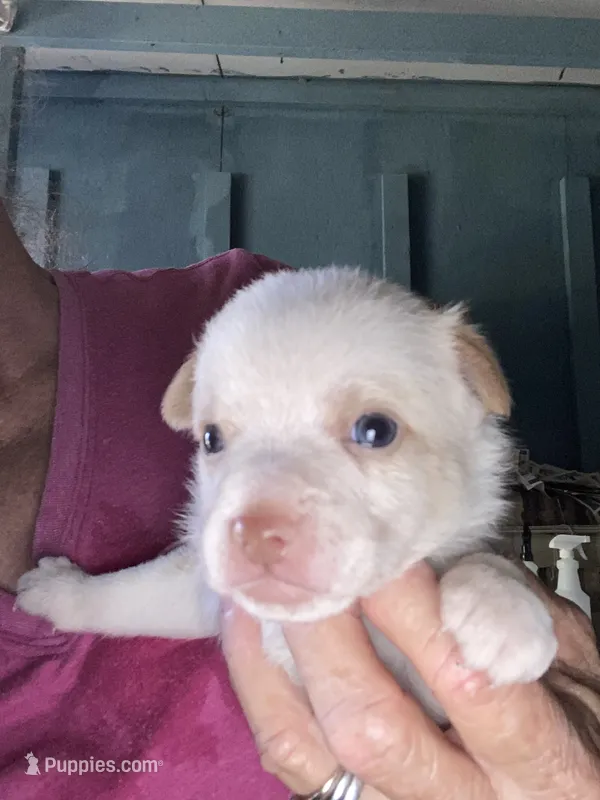 Chance – Chihuahua puppy for sale in North Carolina, NC
