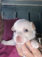 Chance, a male Chihuahua for sale in North Carolina, NC – 1 of 2