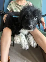 Pilgrim, a male Aussiedoodle for sale in North Carolina, NC – 2 of 2