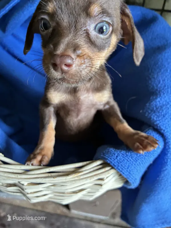 Daisy  – Chiweenie puppy for sale in North Carolina, NC