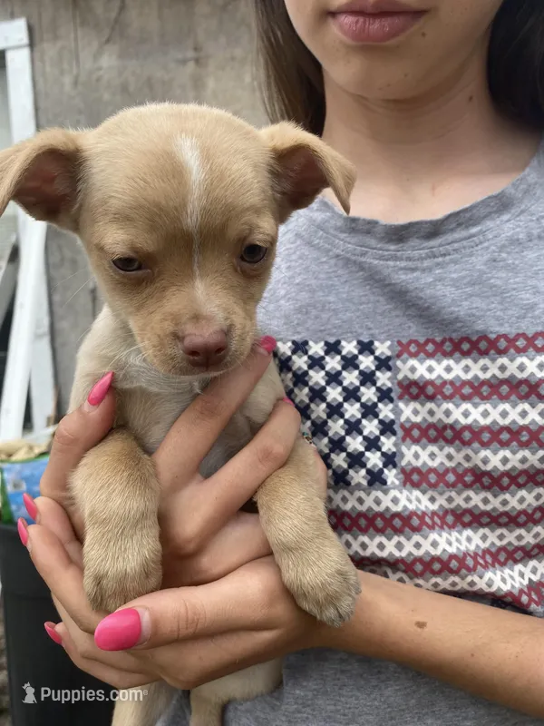 Arthur – Chihuahua puppy for sale in North Carolina, NC