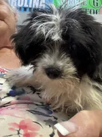 Minster , a male Morkie for sale in North Carolina, NC – 5 of 6
