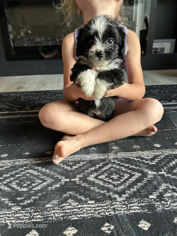 Jazz – Aussiedoodle puppy for sale in North Carolina, NC