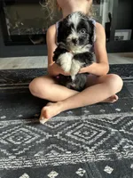 Jazz, a female Aussiedoodle for sale in North Carolina, NC – 1 of 1