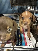 Champ, a male Chiweenie for sale in North Carolina, NC – 1 of 1