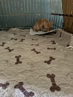 Fluffy, a male Chihuahua for sale in North Carolina, NC – 2 of 3