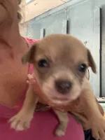 Max, a male Chihuahua for sale in North Carolina, NC – 1 of 1