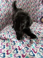 Smokey, a male Aussiedoodle for sale in North Carolina, NC – 1 of 2