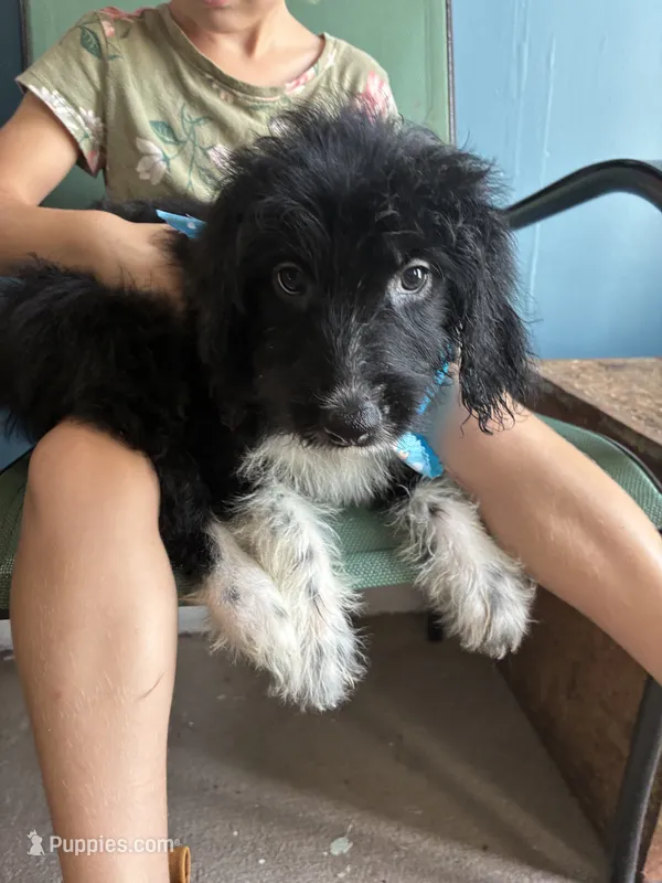 Pilgrim – Aussiedoodle puppy for sale in North Carolina, NC