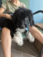 Pilgrim, a male Aussiedoodle for sale in North Carolina, NC – 1 of 2