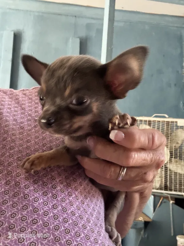 Jasmine – Chihuahua puppy for sale in North Carolina, NC