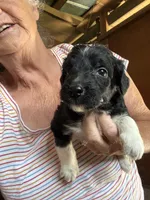 Pilgrim , a male Aussiedoodle for sale in North Carolina, NC – 1 of 1