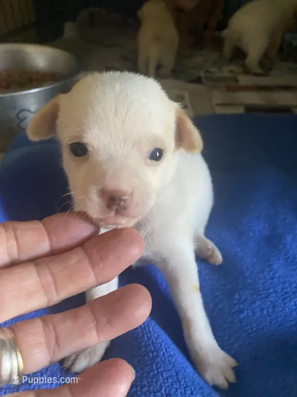 Trixie – Chihuahua puppy for sale in North Carolina, NC