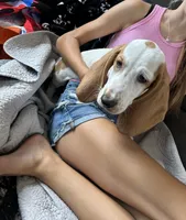 Humphrey, a male Basset Hound for sale in North Carolina, NC – 1 of 1