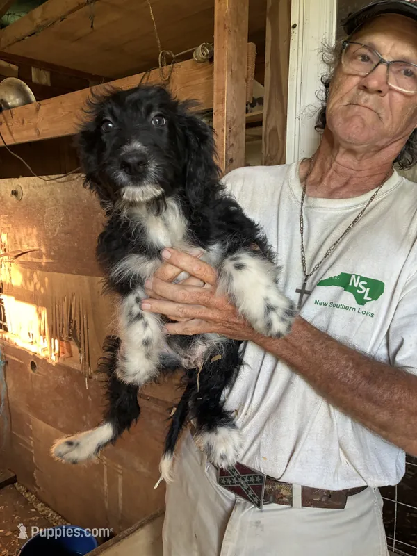 Pilgrim – Aussiedoodle puppy for sale in North Carolina, NC