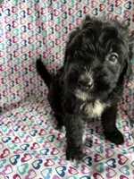 Cheyenn, a female Aussiedoodle for sale in North Carolina, NC – 2 of 2
