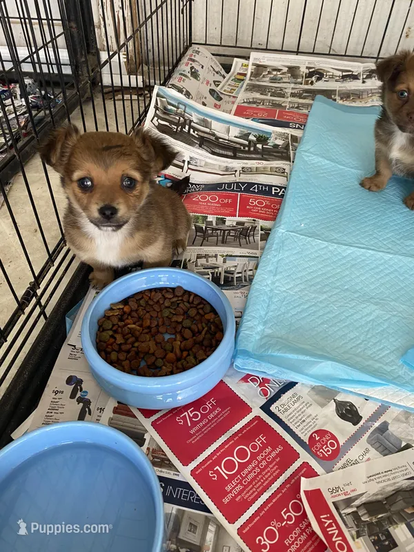 Butch – Chihuahua puppy for sale in North Carolina, NC
