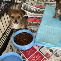 Butch, a male Chihuahua for sale in North Carolina, NC – Photo 1 of 2