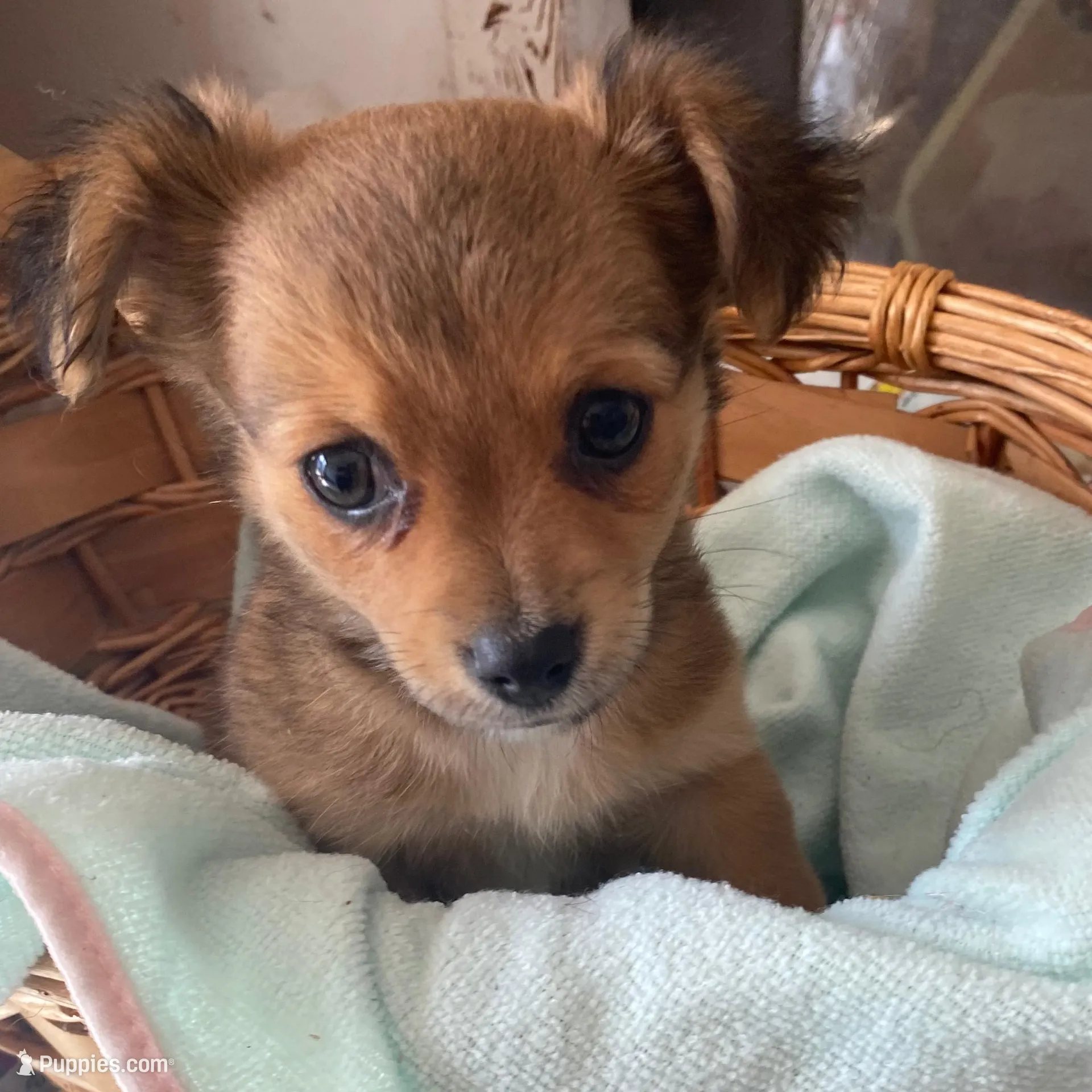 Butch, a male Chihuahua for sale in North Carolina, NC – Photo 2 of 2
