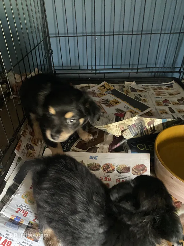 Buster – Chihuahua puppy for sale in North Carolina, NC