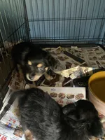 Buster, a male Chihuahua for sale in North Carolina, NC – 1 of 1