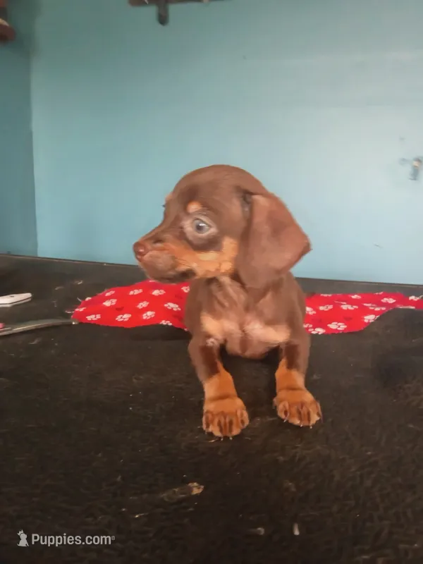 Daisy  – Chiweenie puppy for sale in North Carolina, NC