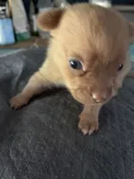 Little bit, a male Chihuahua for sale in North Carolina, NC – 2 of 2