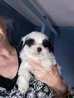 Sandy, a female Mal Shi for sale in North Carolina, NC – Photo 2 of 2