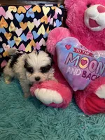 Sandy, a female Mal Shi for sale in North Carolina, NC – Photo 1 of 2