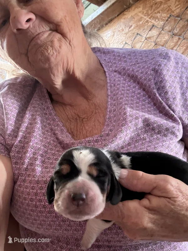 Buster  – Basset Hound puppy for sale in North Carolina, NC