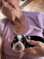 Buster , a male Basset Hound for sale in North Carolina, NC – 1 of 1