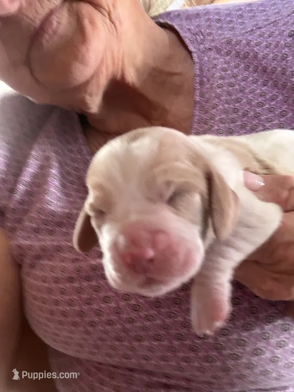 Lassie – Basset Hound puppy for sale in North Carolina, NC